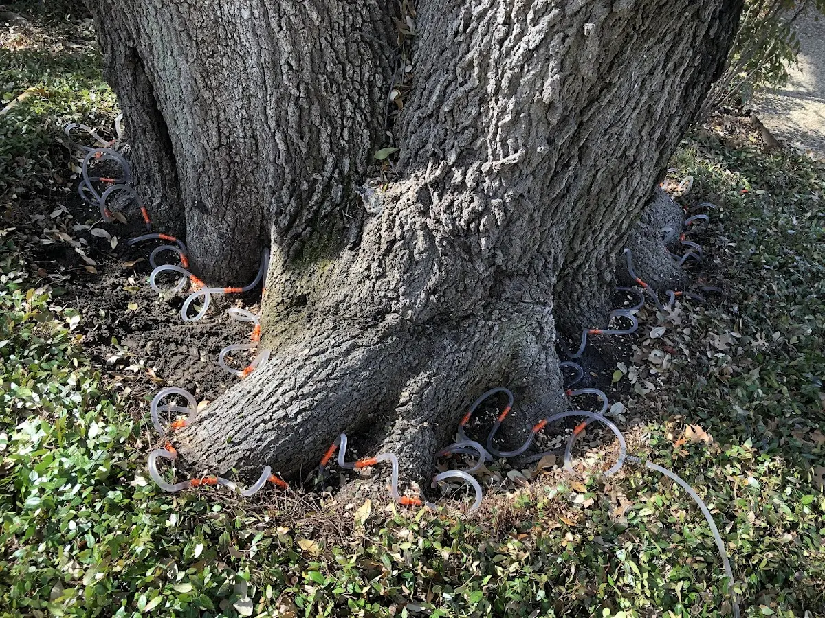 Detailed Tree Cabling and Bracing job site in Sidnaw