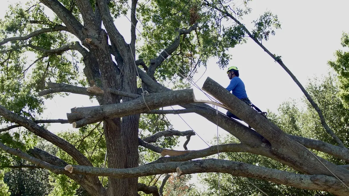 Professional Crown Thinning performed by certified arborists in Sidnaw